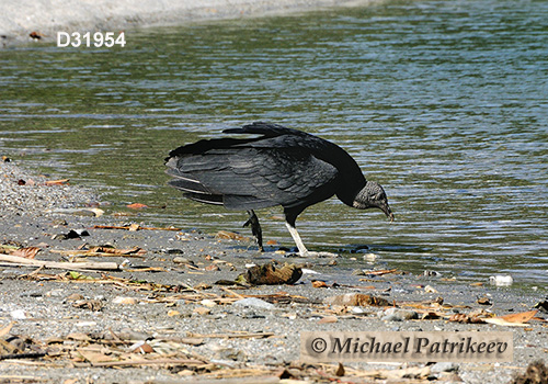 American Black Vulture (Coragyps atratus)